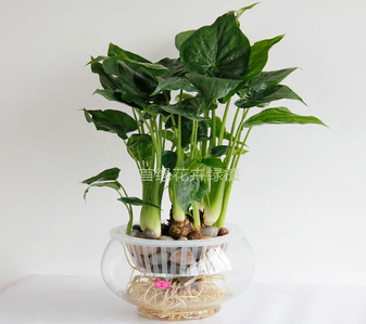 宁波鄞州绿植租赁公司