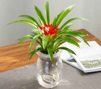 前湾花卉出租方案，满足你对花卉的所有期待